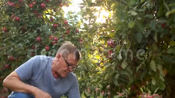 老人摘红苹果秋收退休在他的花园健康的食物视频的预览图