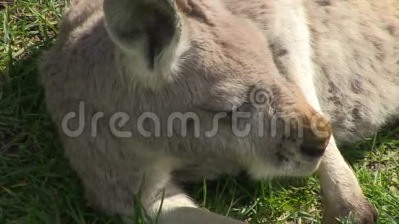 草地上的一只白色袋鼠视频的预览图