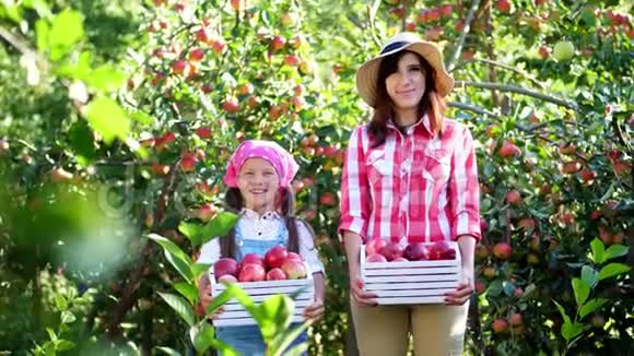 在农场花园里摘苹果在炎热阳光明媚的秋天农民母亲和女儿的家庭画像视频的预览图