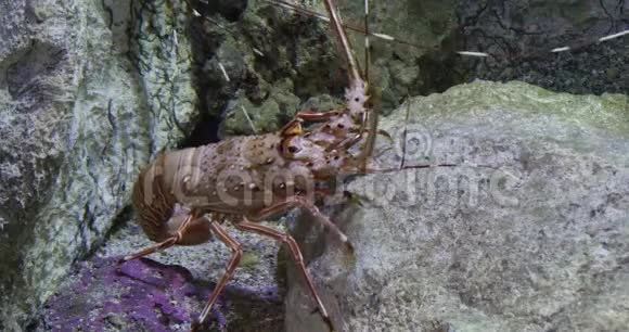 彩绘刺龙虾或彩绘岩龙虾泛紫龙虾成人站在岩石上实时视频的预览图