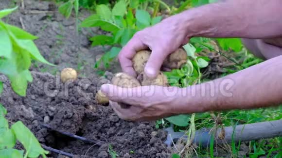 农民把小土豆从土壤里拖出来视频的预览图