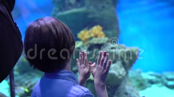 孩子小男孩看着在海洋馆的水下水族馆里看鱼宠物店男孩看鱼游泳视频的预览图
