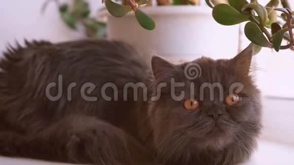 棕色眼睛苏格兰折叠猫特写这只猫是深灰色的留着长发视频的预览图