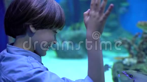 孩子小男孩看着在海洋馆的水下水族馆里看鱼宠物店男孩看鱼游泳视频的预览图