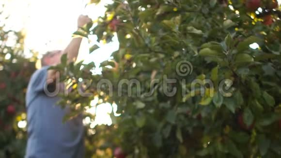 秋天收获了花园里的大红苹果生态园苹果园农民收割视频的预览图
