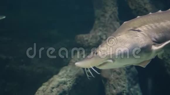鲟鱼在海洋馆水下游泳鱼缸水中的鱼视频的预览图