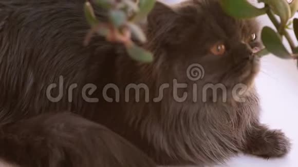棕色眼睛苏格兰折叠猫特写这只猫是深灰色的留着长发视频的预览图