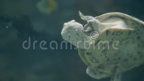 海龟在水族馆的透明水中游泳在海洋馆关闭海龟视频的预览图