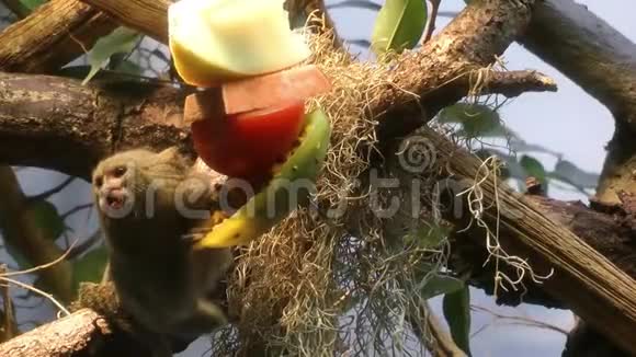 猴子在大自然中吃树视频的预览图