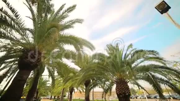 棕榈树生长在城市的公园里底景相机在棕榈树周围移动视频的预览图