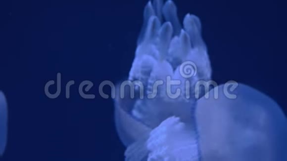 桶状水母在水下游动视频的预览图