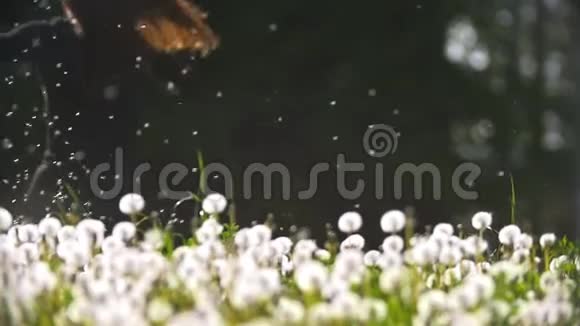 年轻女子从蒲公英的草地上穿过空中飞舞的绒毛视频的预览图
