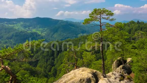山景与岩石中生长的松树视频的预览图