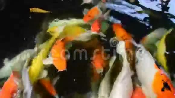 锦鲤鱼视频的预览图