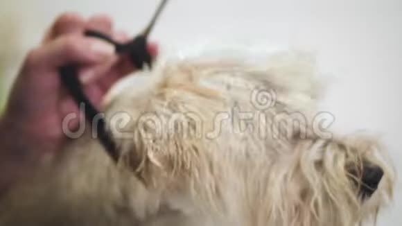 狗的美容宠物美容师用烘干机烘干湿狗毛动物美容店的慢动作视频的预览图