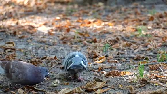 公园里的鸽子吃面包屑视频的预览图