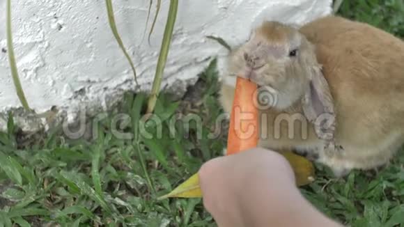 亚洲可爱的小男孩用手喂兔子有农场动物的圆柱慢动作4K视频的预览图