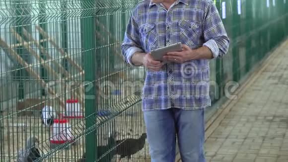 农民使用平板电脑检查家禽养殖场火鸡养殖场农场家禽生产的质量视频的预览图