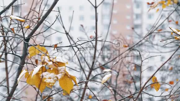 几片枯叶上有雪的树城市的冬天视频的预览图