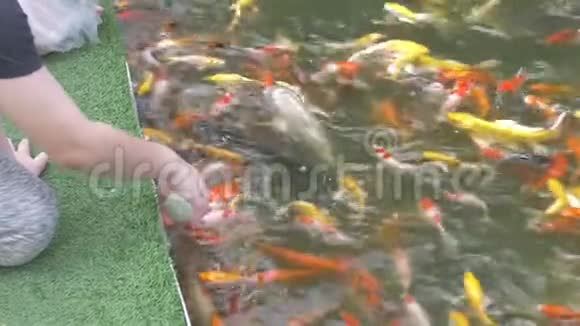 亚洲儿童在花园池塘里喂鱼视频的预览图