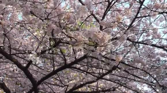 公园里的樱花视频的预览图