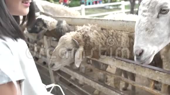 亚洲可爱的孩子从她的手中喂羊和山羊慢动作4K视频的预览图