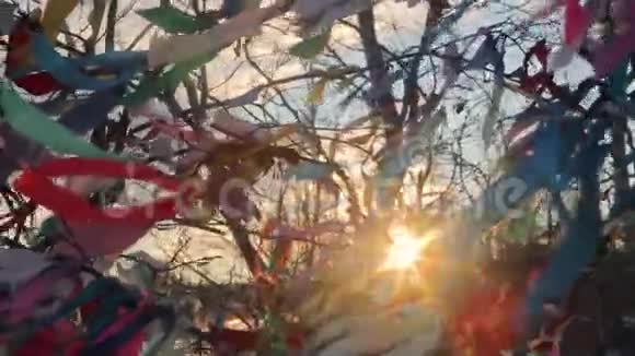 令人惊叹的五颜六色的树在冻土带中间在亚马拉视频的预览图