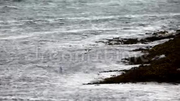 海鸥巨浪苏格兰4K视频的预览图