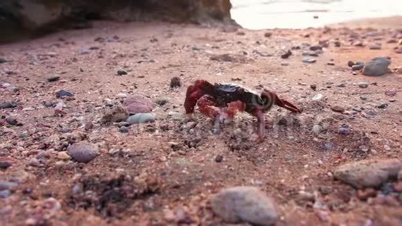 一只红螃蟹在伊朗霍尔木兹岛日落时带着岩石在沙滩上移动视频的预览图
