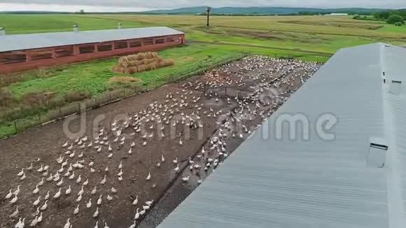 大鹅农场一大群鸟朝一个方向奔跑家禽视频的预览图
