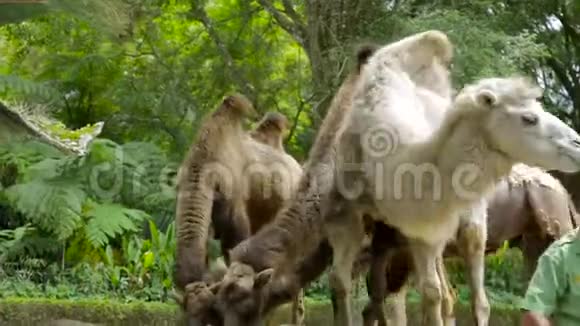 骆驼在动物园吃胡萝卜视频的预览图