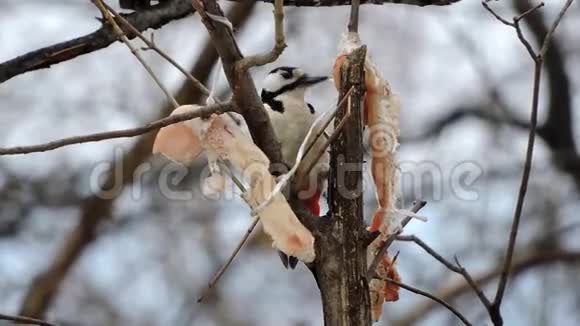 啄木鸟吃一顿饭冬天生存鸟群喂鸟视频的预览图
