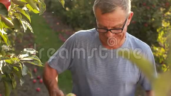 农业概念一位老农在他的花园里收获了新鲜的红苹果健康食品生态视频的预览图