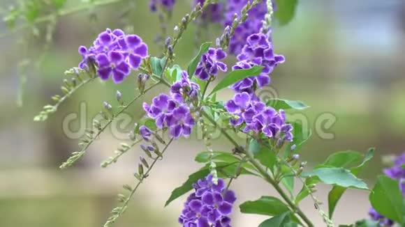 天然紫罗兰花视频的预览图