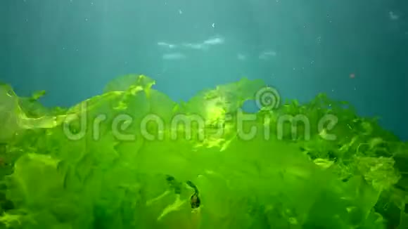 黑海的水下景观阳光下海底的绿藻红藻和褐藻视频的预览图