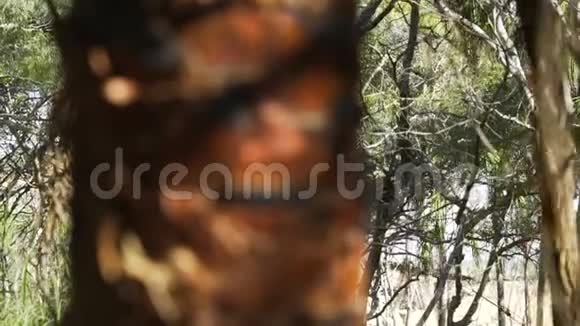 澳大利亚的蚂蚁在树上行走和攀爬视频的预览图