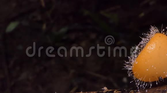热带雨林中的橙色蘑菇视频的预览图