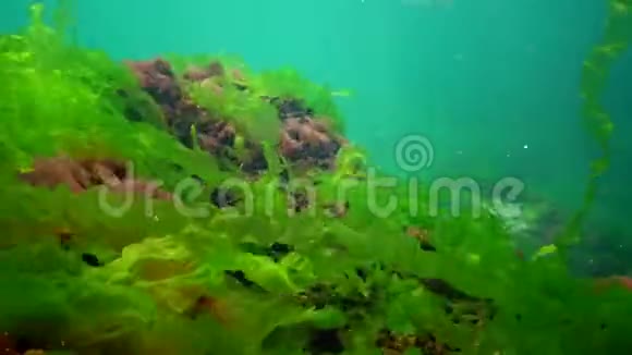 黑海的水下景观阳光下海底的绿藻红藻和褐藻视频的预览图