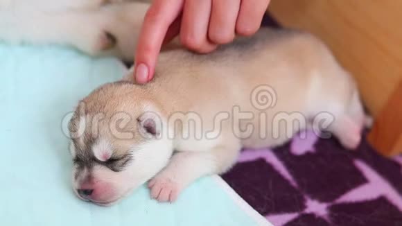 可爱的小狗小狗睡在床上铺着毯子拥抱毛绒玩具西伯利亚哈士奇视频的预览图