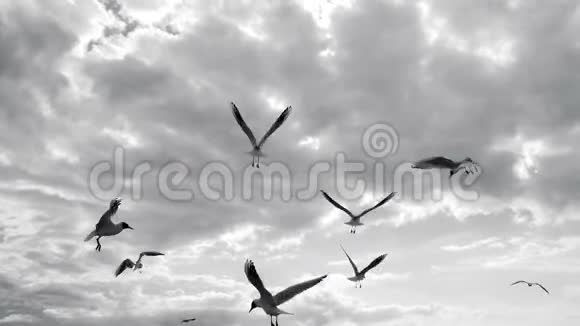 群海鸥在天空中飞翔视频的预览图