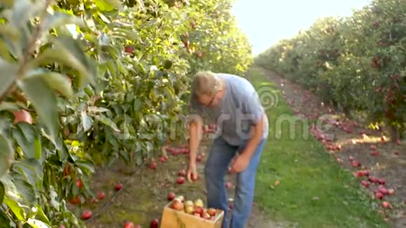 成年男性养老金领取者在苹果园收获收获水果招待工人雇佣工人视频的预览图
