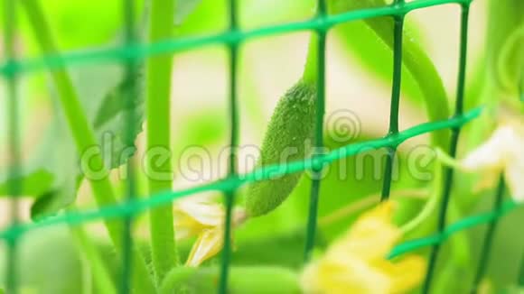绿色黄瓜生长开花作物视频的预览图