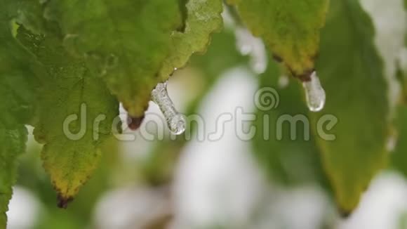 冰柱在树的绿叶上水在叶子上结冰关门视频的预览图