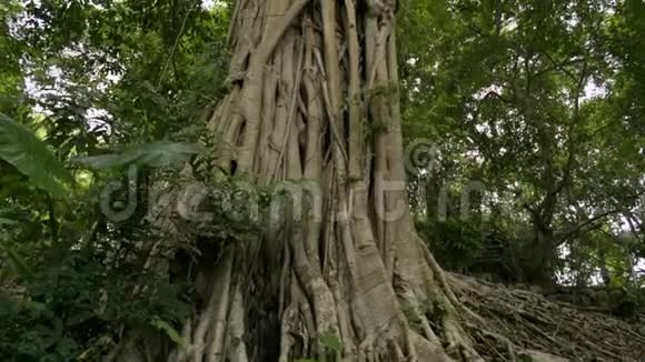 热带雨林中的大树巨大的榕树视频的预览图