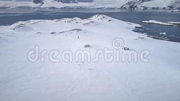 南极洲探索阿德利企鹅鸟瞰视频的预览图