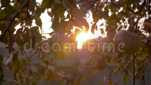 日落背景下有红苹果的苹果树视频的预览图