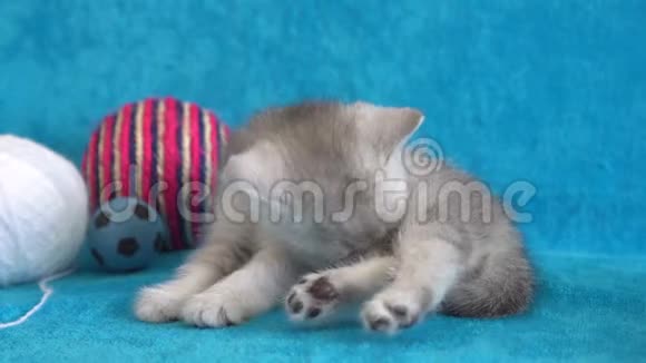 小猫白色和灰色的新生小猫在沙发上可爱可爱的小猫在宁静的蓝色玩猫玩具视频的预览图