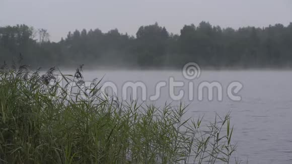 雾在湖边松林附近日落欧洲视频的预览图