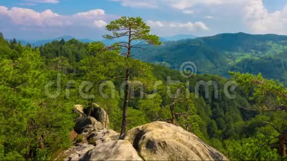 山景与岩石中生长的松树视频的预览图