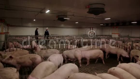 养猪场工作人员在养猪场检查猪视频的预览图